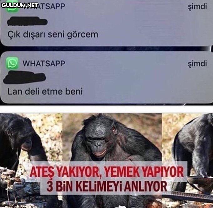 WHATSAPP şimdi Çik dişarı...