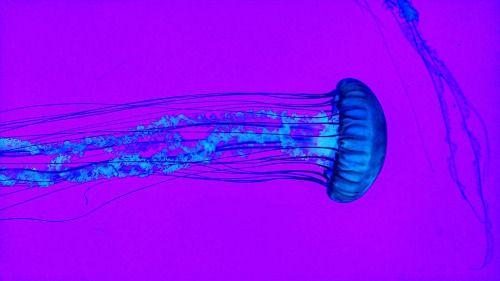 Sex Jellyfish pictures