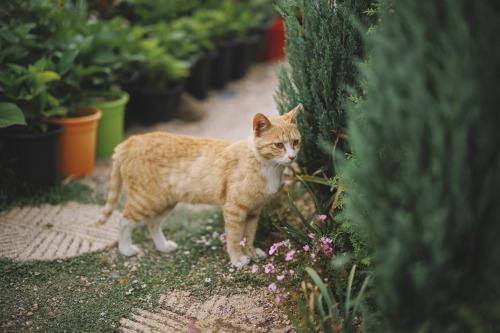 2022-05-14Flowers GardenCanon EOS R6 + RF50mm f1.2LInstagram  |  hwantastic79vivid