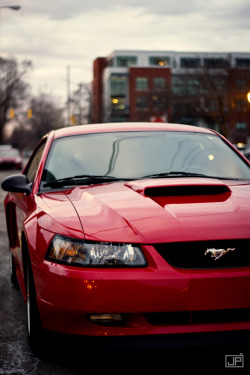 iamjerryphresh:  Mustang