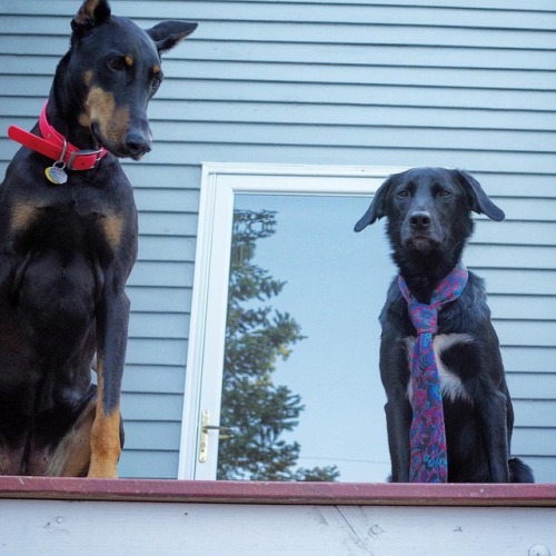 #firstdayofschool #doberman #labmix