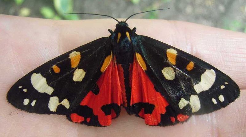 astronomy-to-zoology:  Scarlet Tiger Moth (Callimorpha dominula) …a colorful species