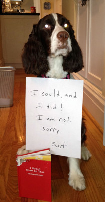 dogshaming:  I could & I did!  Our 10-month-old