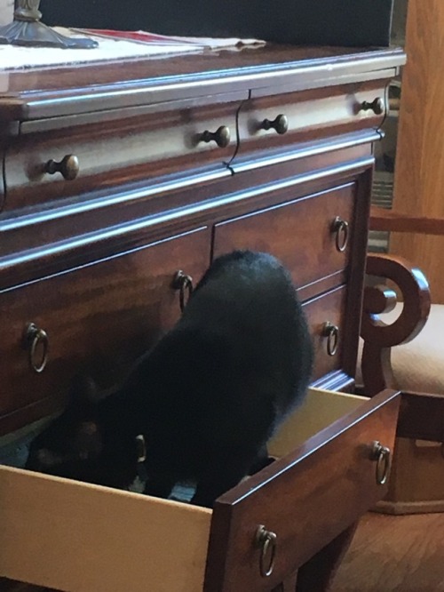 distoretion: In today’s Caturday Cryptid Adventure, Pitch has discovered a half-open drawer an