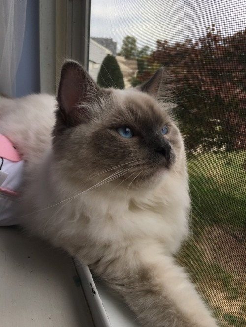 MostlyCatsMostly