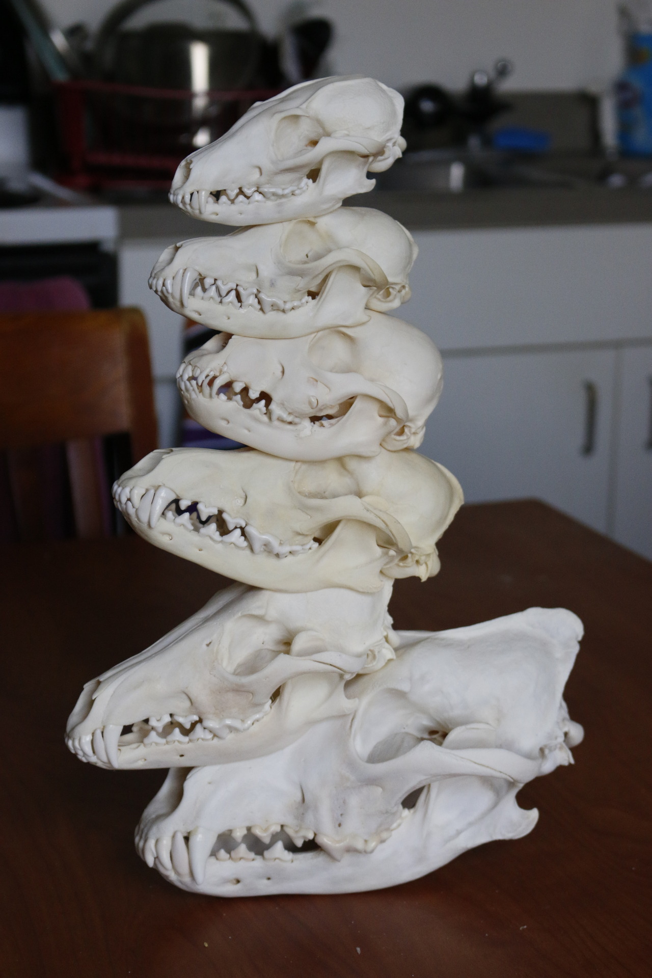 snakeybones:DOG PILE!