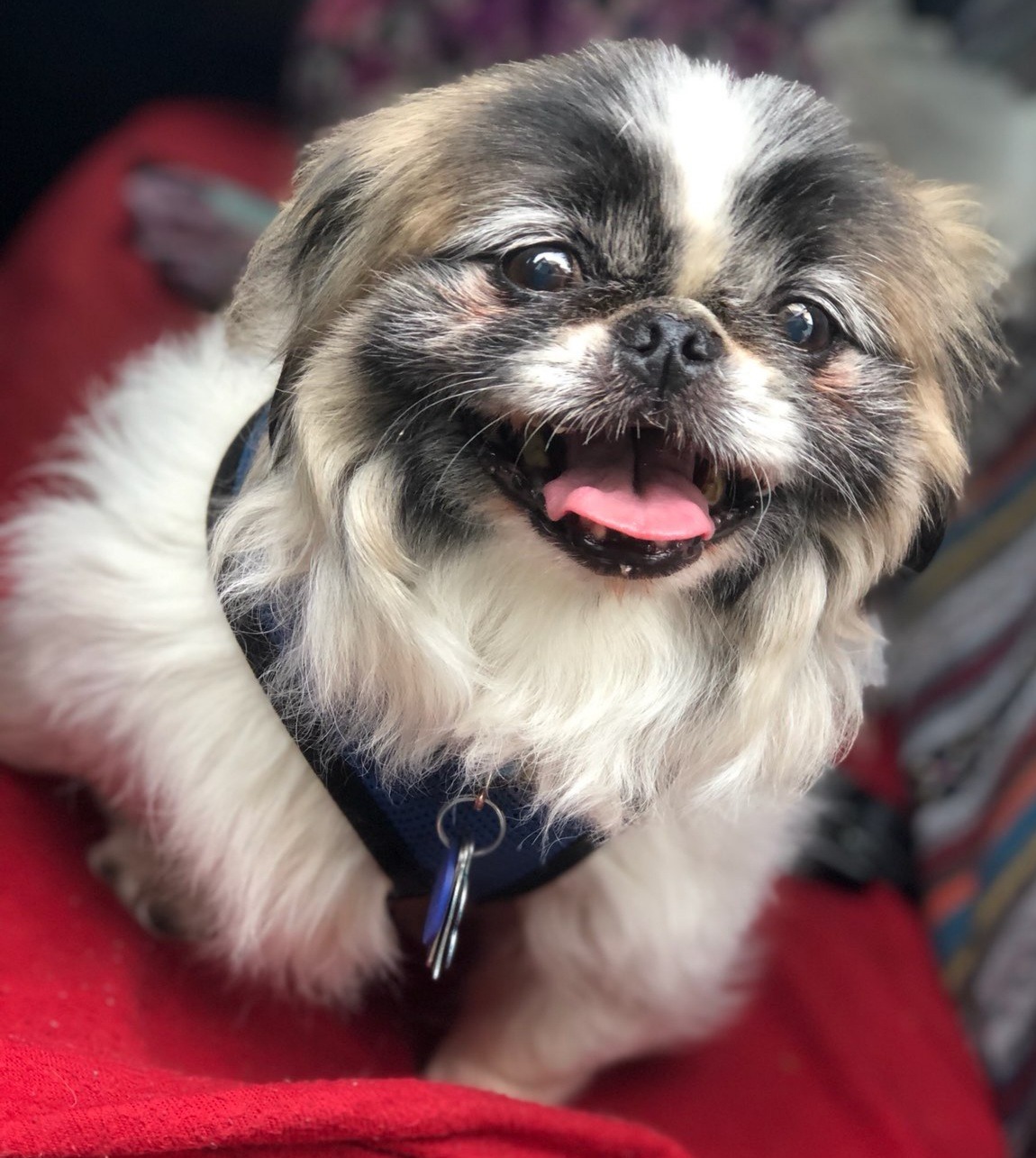 Frankie wishes everyone a Happy Valentine&rsquo;s Day ❤