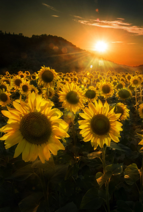 GIALLO COME IL TUO UMORE … FRESCO COME GIORNATA …THEWOLF