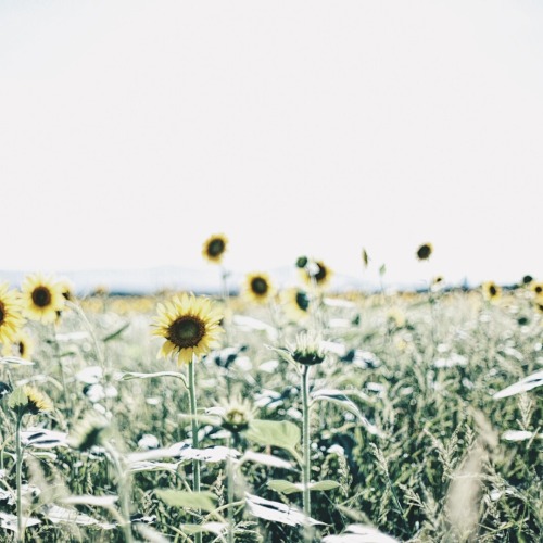 Sunlight Emphasizing Ephemeral