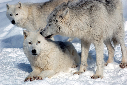 wolveswolves:  By Kingarfer   baby