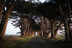 tylerphenes: Point Reyes, CA