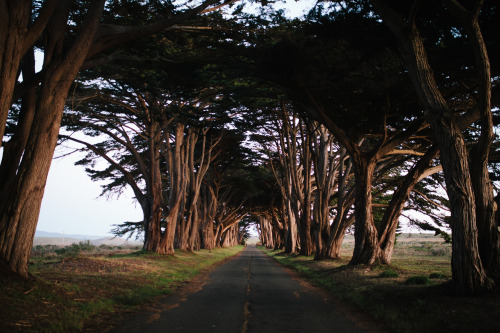 tylerphenes:Point Reyes, CA porn pictures