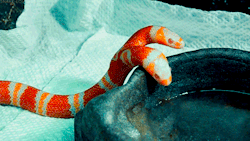 winged-icarus:  gif of a two headed milk snake
