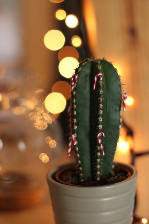 Polymer clay candy cane ornaments for the cacti @todiy