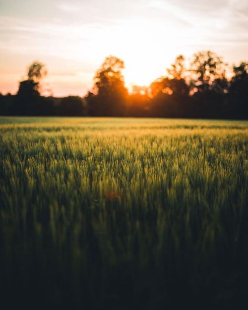 The evening always deliversby Carl Berndt 