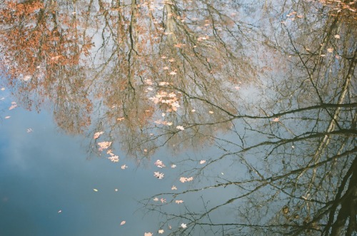 Double exposure play with the fall colors. Follow me on Instagram.