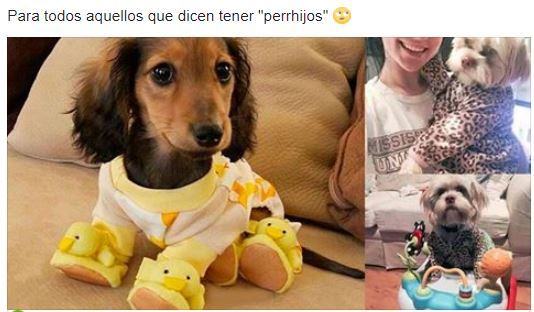 La crueldad y el egoísmo de tratar a tu mascota como a un humano - culturacolectiva.com