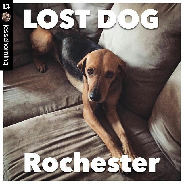 #Repost @jessehorning with @repostapp ・・・ My girl Izzy got out of the house