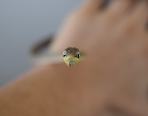 Super narrow snake AKA Mexican Vine Snake. This is Merlin and he is freaking awesome (and adorable).