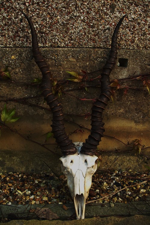 thepeencuisine: Blackbuck antelope 