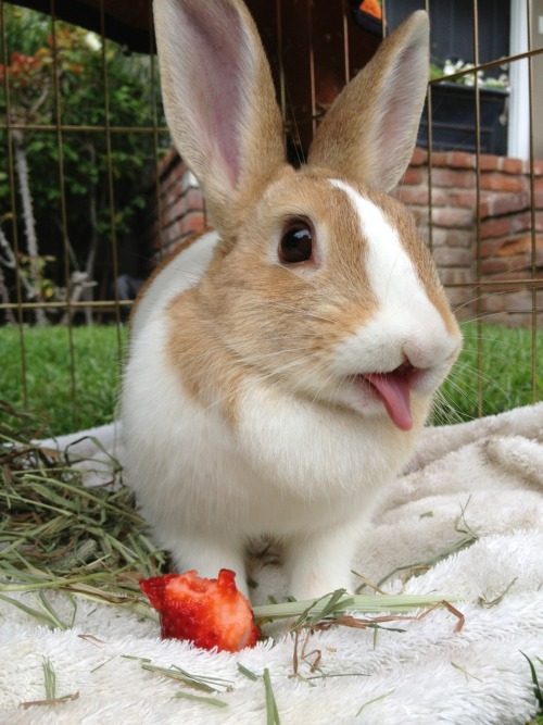 fruitsgarden: shopgrrrl: matilda eats a strawberry 6.30.13 bleh bleh