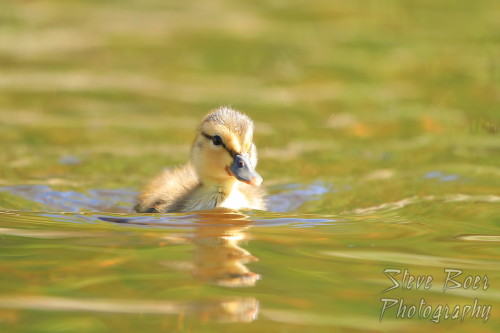 A cute mallard duckling probably less than a week old swimming towards me at the local pond. #stalbe