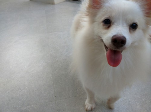 Say Watchu Want But My Dog Should've Been A Supermodel. LOOK AT DAT POSES SHE DID LIKE SERIOUSLY Rere