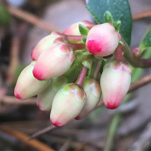 Bloom buds beauty. #lovenature #plantlover #ericaceae