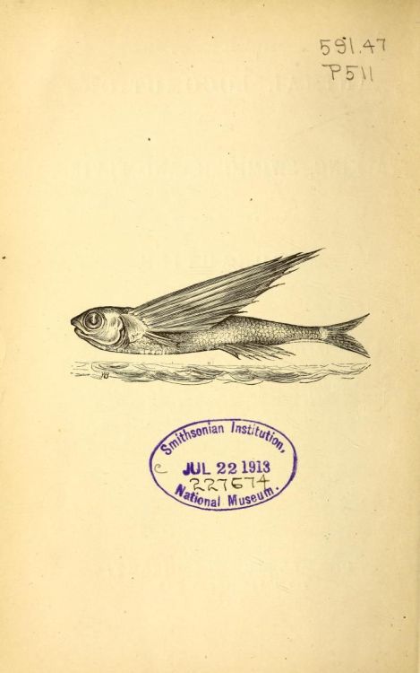 nemfrog:Flying Fish. Animal Locomotion or Walking, Swimming and Flying. James Bell Pettigrew. 1874.