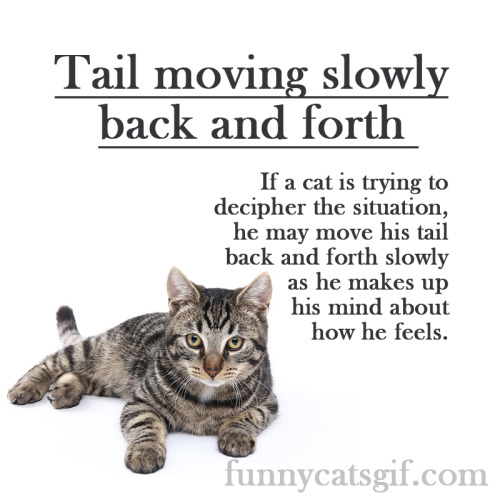 http://funnycatsgif.com/cat-body-language-15-ways/Cat Body Language — 15 ways to understand your fri