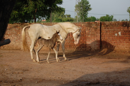 scarlettjane22: MARWARIS by  manu sharma303 on flickr