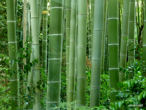 tropiqua-l: allasianflavours: Green Zen by Michel Tokyo - Japan Bamboo Garden Hotel Prince Takana