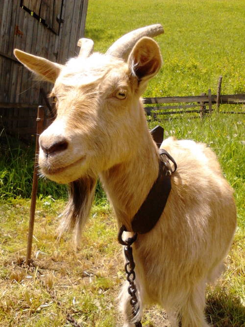 Two Little Goats.....