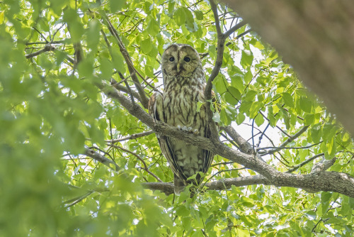 hideki-koga:フクロウ（Ural Owl）