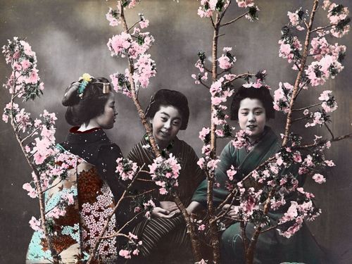 knicksandknacks:  nationalgeographicmagazine:  Women With Cherry Blossoms, Japan Photograph by Eliza
