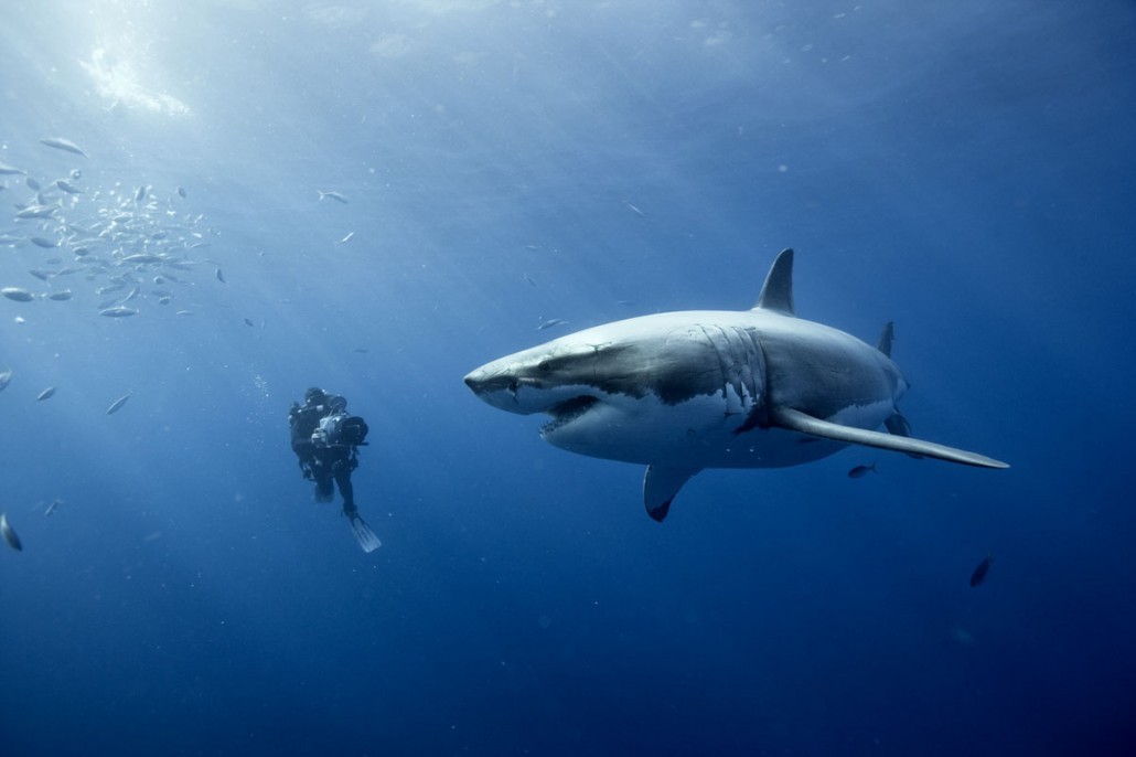 Flirting with danger (cinematographer Didier Noirot with a Great White Shark)