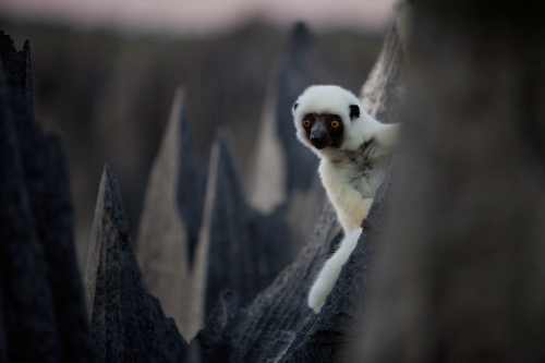 nubbsgalore:  tsingy de bemaraha national park, a unesco world heritage site in western madagascar, is home to lemurs who, with thick pads on their hands and feet, navigate this six hundred square kilometer labyrinth of three hundred foot tall razor sharp