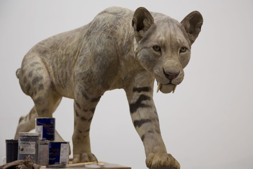 The Machairodontine Saber-toothed Cat Megantereon falconeri, and the Giant Hyenid Pachycrocuta brevi