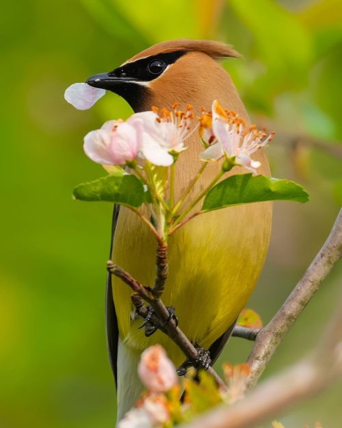 florealegiardini: Cedar waxwings ~ Zachary Vaughan