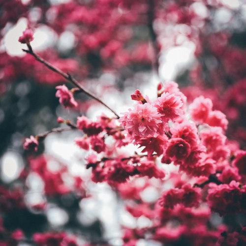 cloudedcamera-:   	Untitled by Carl Wong     