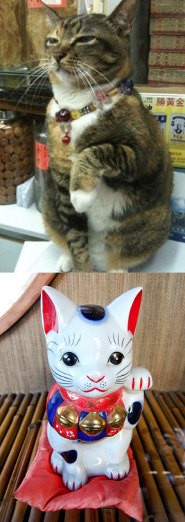 risasinmas:  Maneki-neko en la vida real