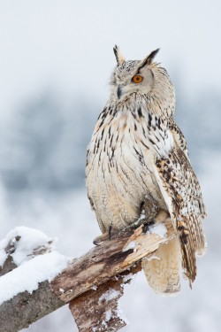fairy-wren:  (via Siberian Eagle Owl by Milan
