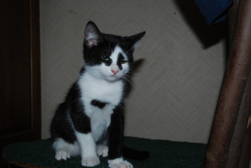 Yes, I am Silently Judging You (by Bell Pepper)