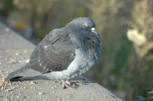 Pigeon 1060