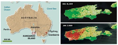 The Search for Life on Kangaroo IslandTHE GREAT KOALA RESCUE OPERATIONWhile the bushfires all over A