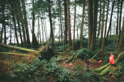 eartheld:  n-c-x:  benchandcompass:  forest