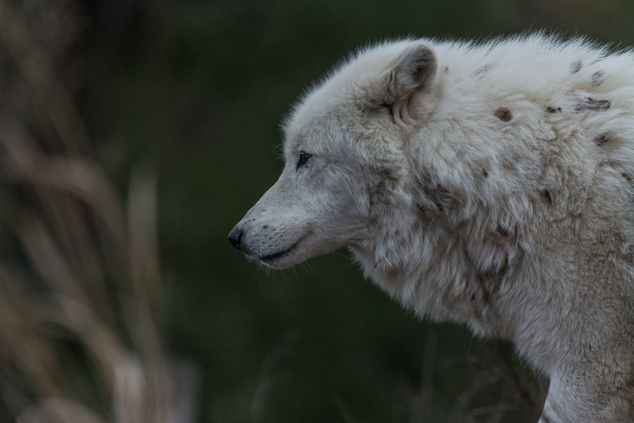 elegantwolves:  by Bryon O’Neill 