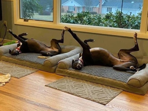 thefuzzydave:Newest Olympic event: Synchronized