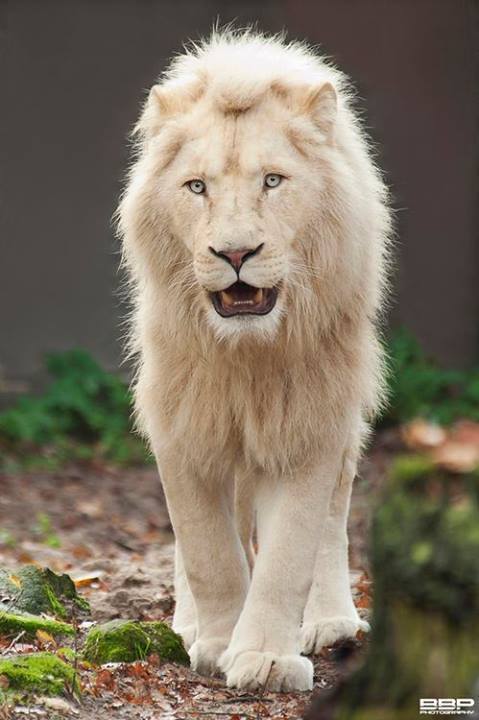 lordmaahes-nsc - Roars in the night turn into purrs come morn~