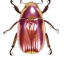 skeltn